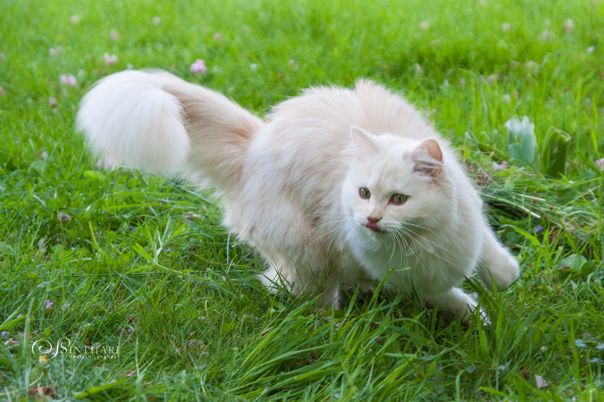 Deutsch Langhaarkatze Khasia