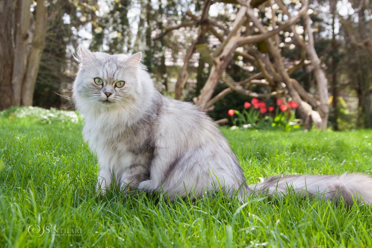 Deutsch Langhaarkatze Lanai