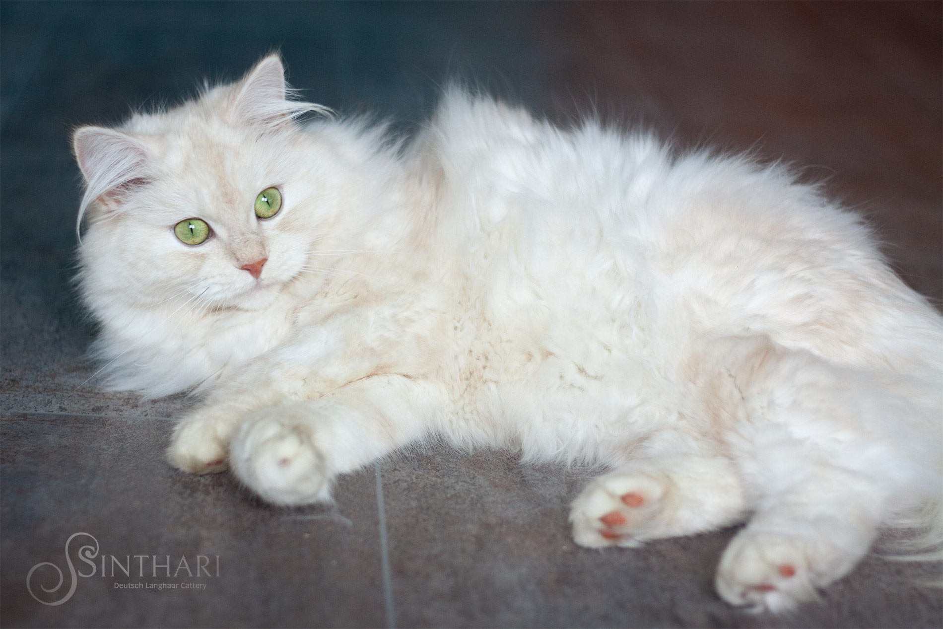 Deutsch Langhaarkatze Khasia von Sinthari