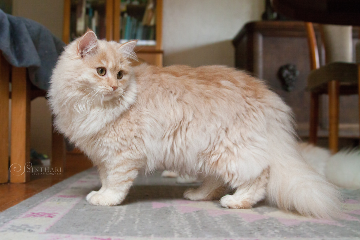 Deutsch Langhaarkatze Neera von Sinthari