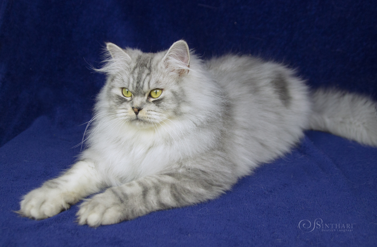 Deutsch Landhaarkater Yoshimi von Sinthari