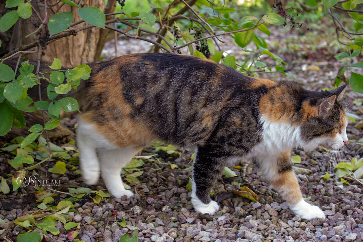 Langhaarkatze Sintharis Bella