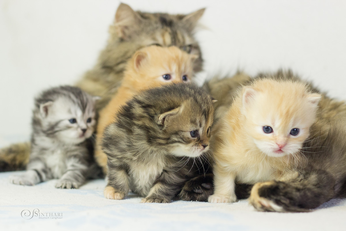 Unser F(inal Fantasy)-Wurf