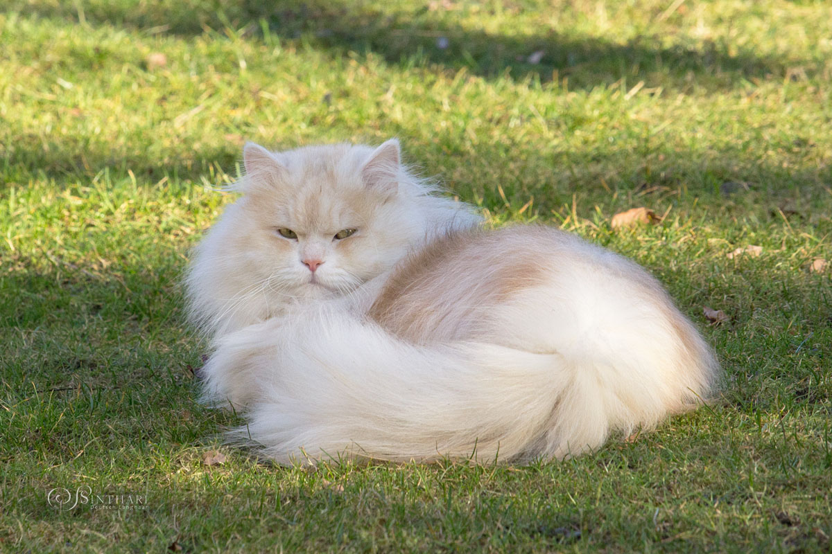 Deutsch Langhaar-Kater