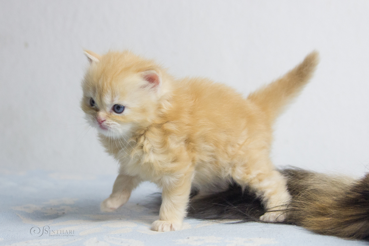 Deutsch Langhaarkätzchen Yueh