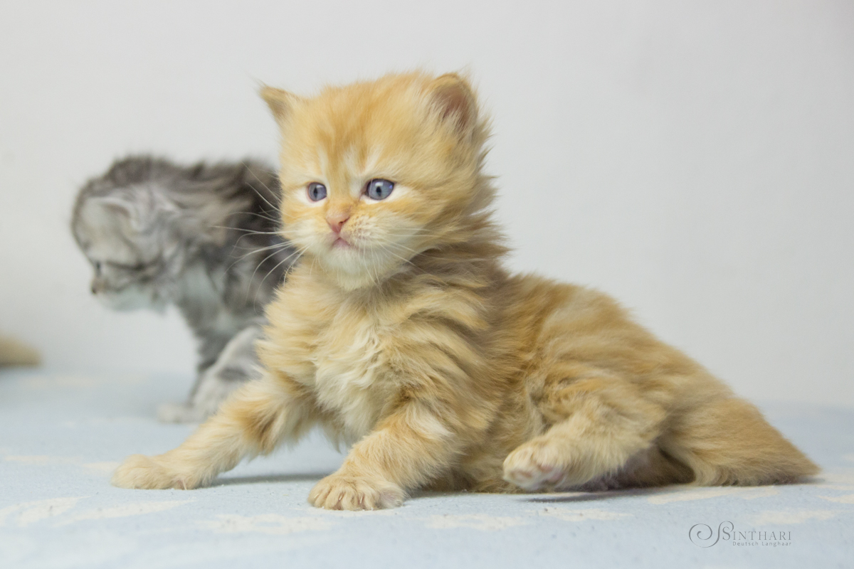 Deutsch Langhaarkätzchen Yueh