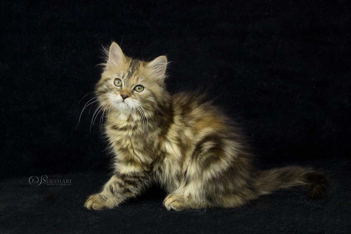 Deutsch Langhaarkatze Linaly von Sinthari