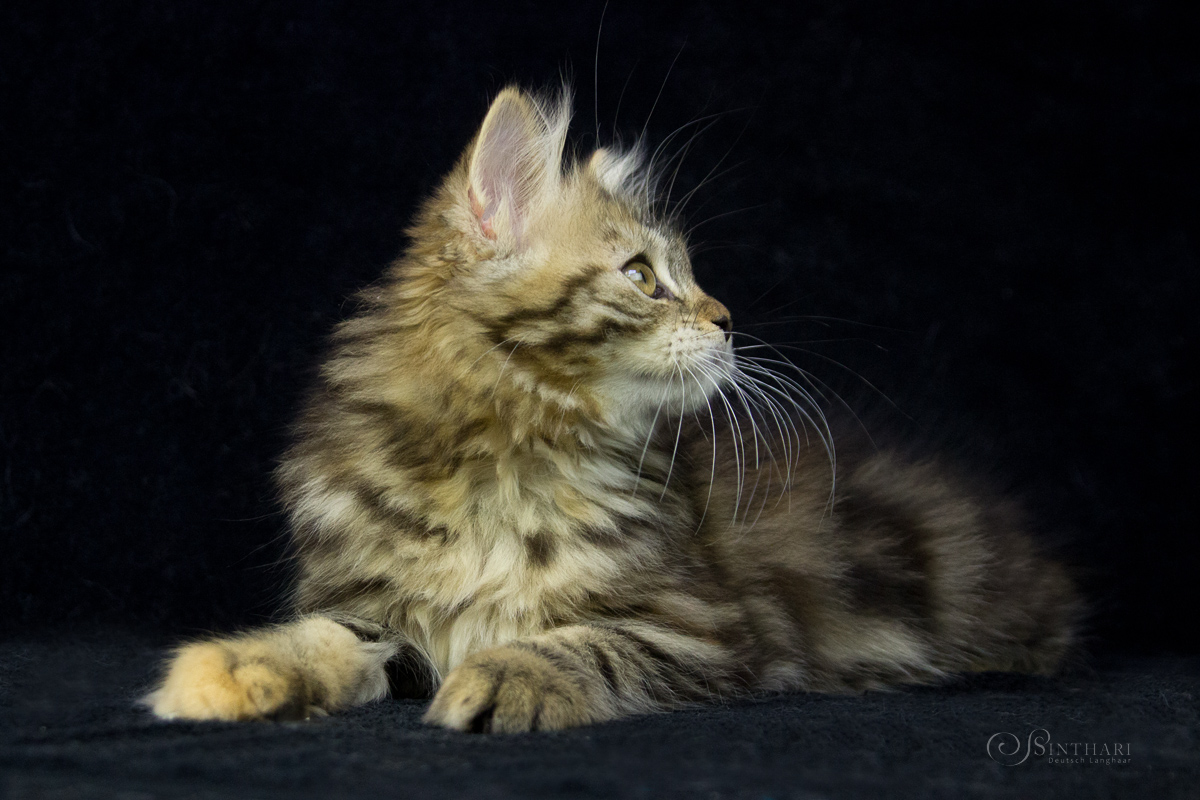 Deutsch Langhaarkatze Linaly von Sinthari