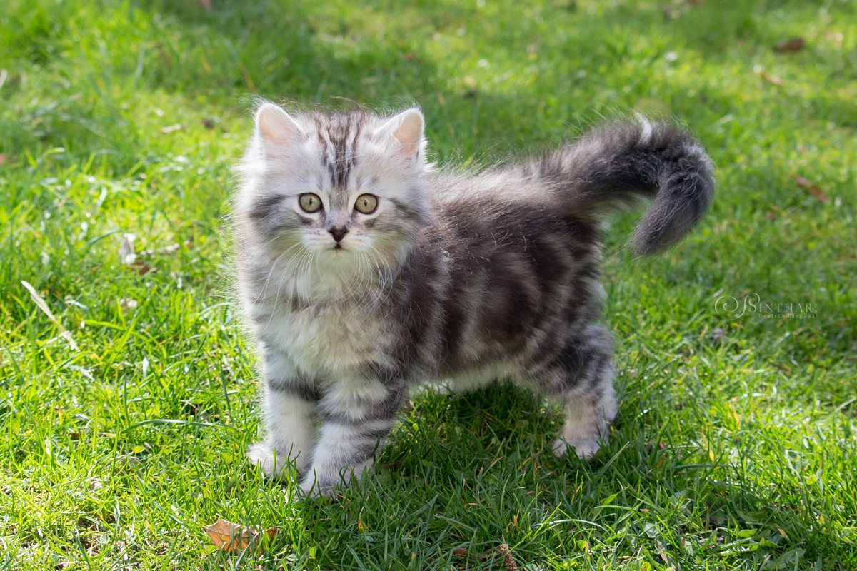 Unser Final-Fantasy-Wurf