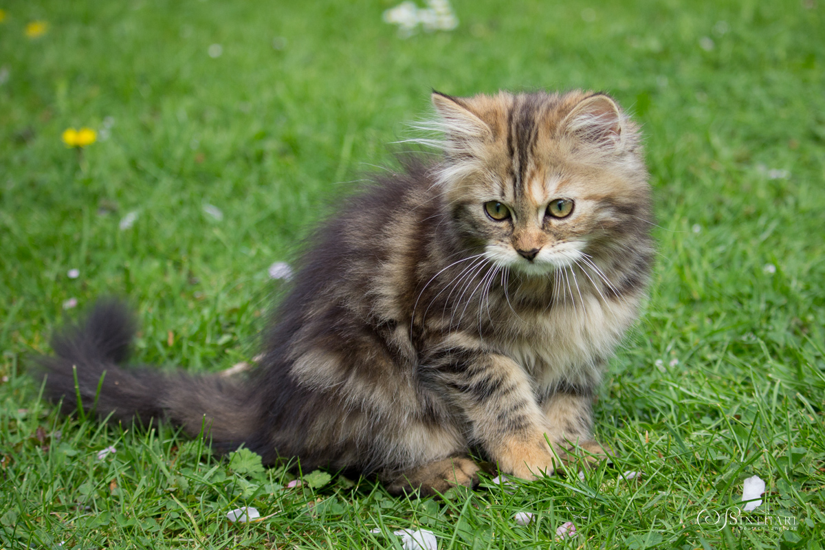 Deutsch Langhaarkatze Lina