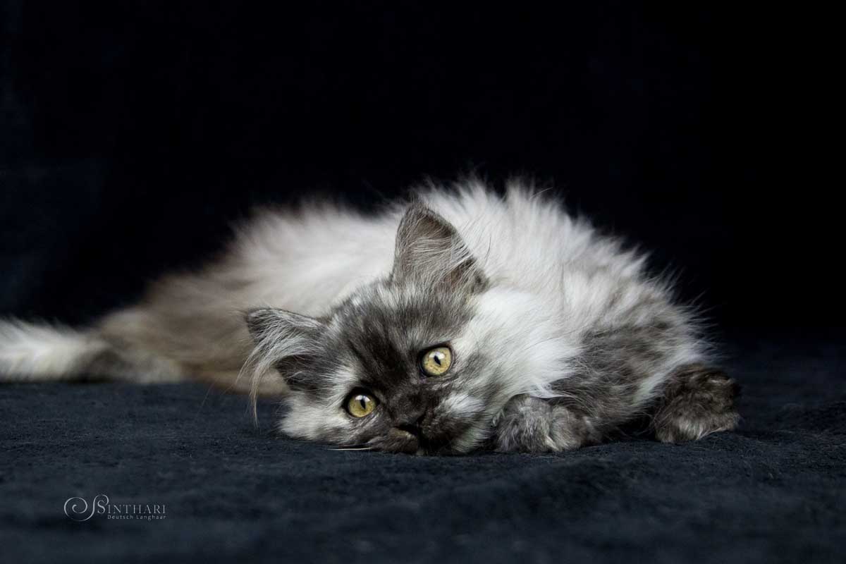 Deutsch Langhaarkatze Leona