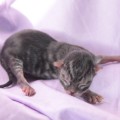 Dian, 2 Tage alt