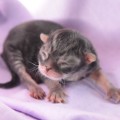 Dian, 2 Tage alt