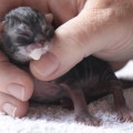 Dian findet den Muttermilchersatz gar nicht toll, 1.Tag
