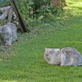 Leeloo bleibt stehen, riecht interessiert an einem Halm, Miyou wendet gelangweilt den Kopf ab ... alles okay.