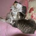Leeloo und Nidi