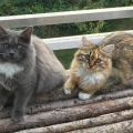 Fräulein Puck (rechts) mit Freundin Eeevee aus dem P(okemon)-Wurf