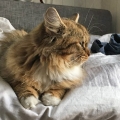 Fräulein Puck