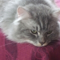 Felino