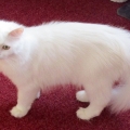 Aeryn Sun (2016)