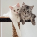 Noranti und Yalena (2016)