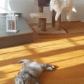 Noranti und Yalena (2017)