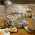Eli (2016)