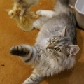 Eli (2016)