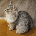 Eli (2016)