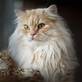 Ruby (2018)