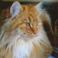 Dalibor