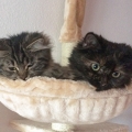 Fay und Gael (2015)