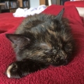 Fay (2015)