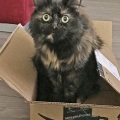Fay (2016)