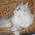 Atreyu (\