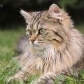Lady (lebt bei uns 2015)