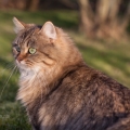 Lady (lebt bei uns, 2016)