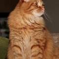 Kenji (2014)