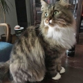 Akemi (2016)