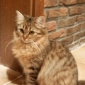 Amaya