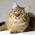Amaya
