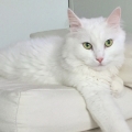 Nayeli