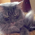 Orlin (2018)