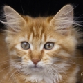 Zaius