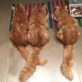 Maya, Lestat und Eric