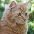 Lestat