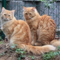 Maya und Lestat (2017)
