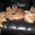 Lestat, Eric und Maya