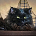 Godric (Mehmed, 2018)