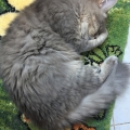 Beli
